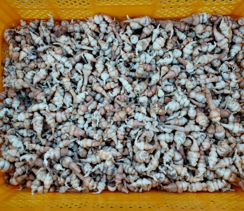 손윤영/수채화농원님의 장터 판매 상품 [초석잠 1kg(판매완료)] 첨부 사진