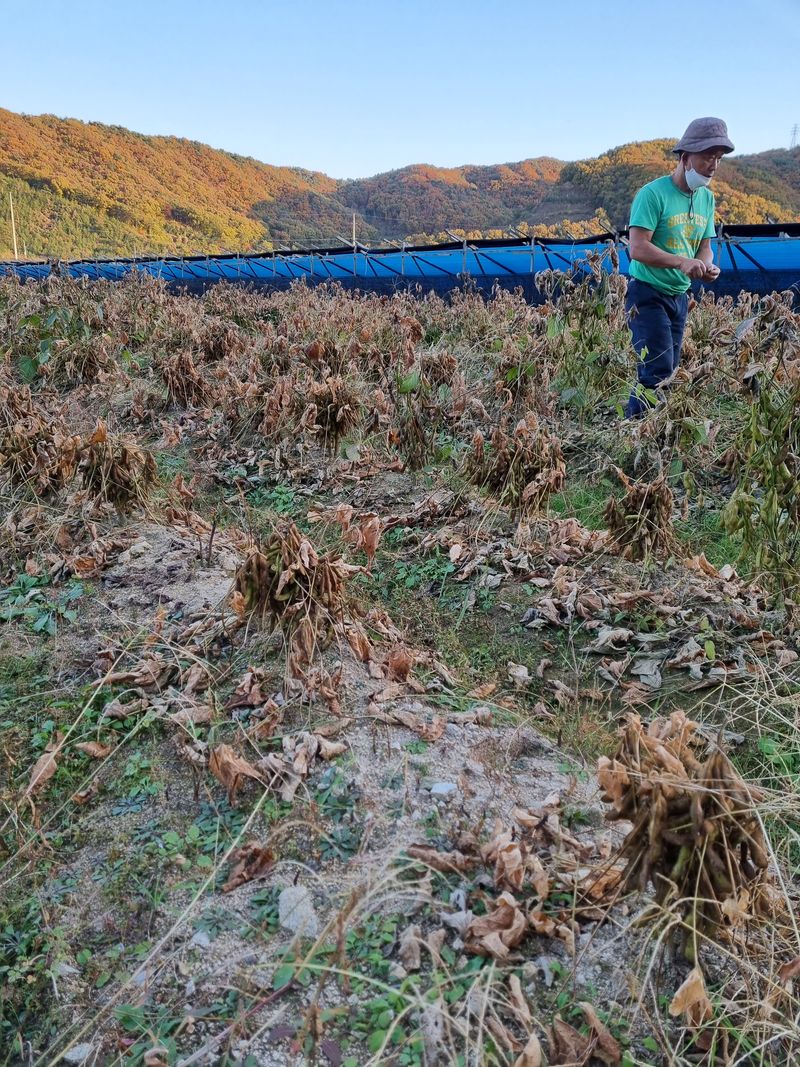 모두팜님의 장터 판매 상품 [햇서리태 정자5호 판매합니다  ➡️판매완료] 첨부 사진
