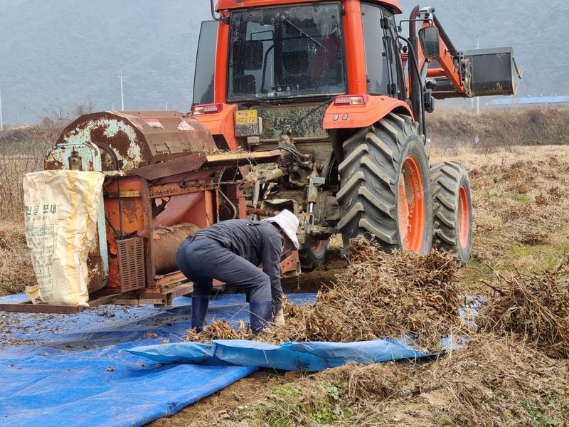 모두팜님의 장터 판매 상품 [햇서리태 정자5호 판매합니다  ➡️판매완료] 첨부 사진