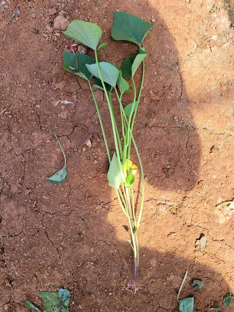 무안선유농원님의 장터 판매 상품 [베니하루카 꿀고구마 모종 2kg] 첨부 사진