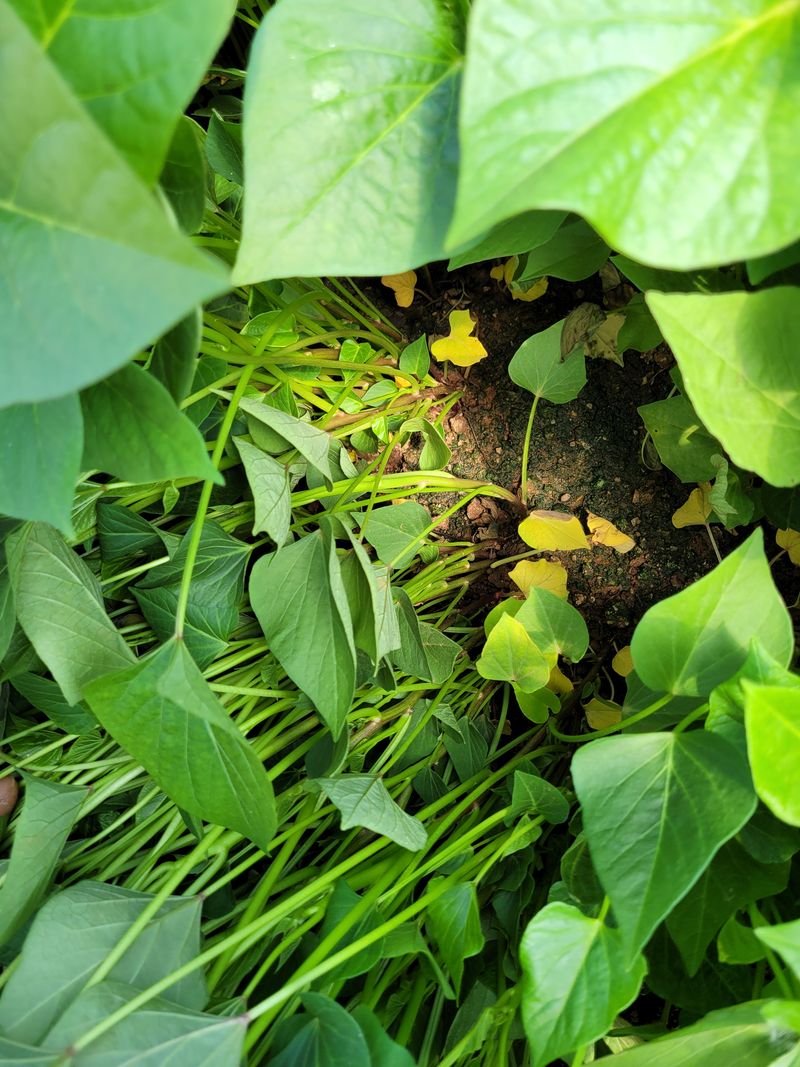 무안선유농원님의 장터 판매 상품 [베니하루카 꿀고구마 모종 2kg] 첨부 사진