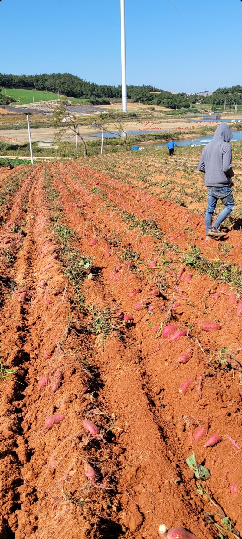 무안선유농원님의 장터 판매 상품 [베니하루카 꿀고구마 모종 2kg] 첨부 사진