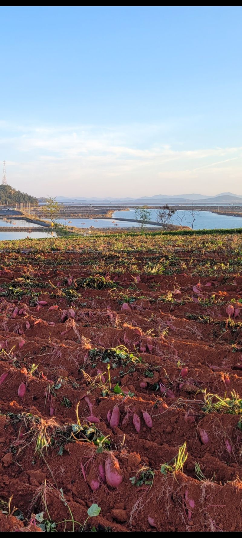 무안선유농원님의 장터 판매 상품 [베니하루카 꿀고구마 모종 2kg] 첨부 사진
