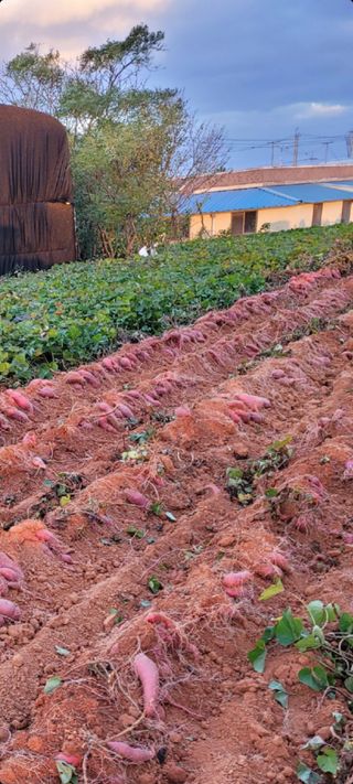 무안선유농원님의 작성글 사진