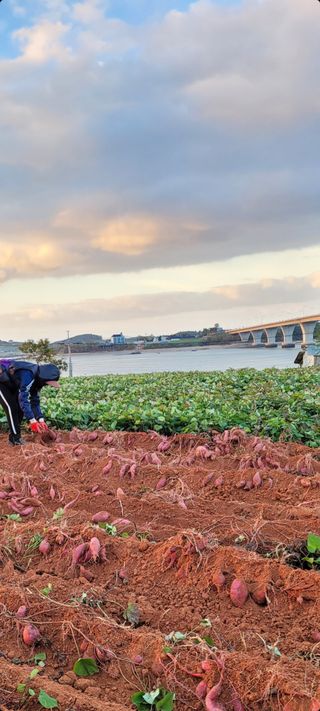 무안선유농원님의 작성글 사진