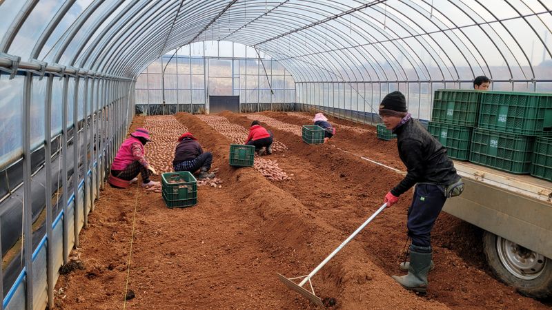 무안선유농원님의 장터 판매 상품 [베니하루카 꿀고구마 모종 2kg] 첨부 사진