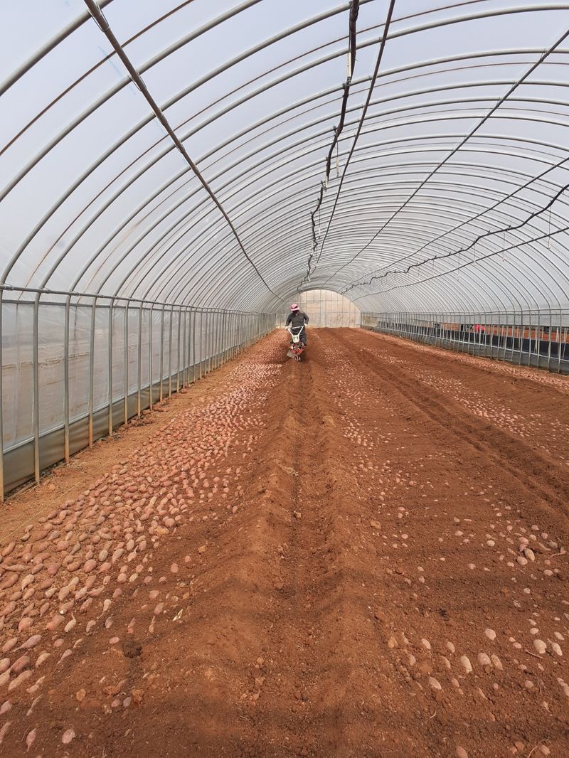 장터 상품 [베니하루카 꿀고구마 모종 2kg] 썸네일