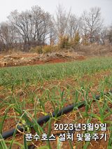 팜모닝 마늘·일상 게시글 이미지