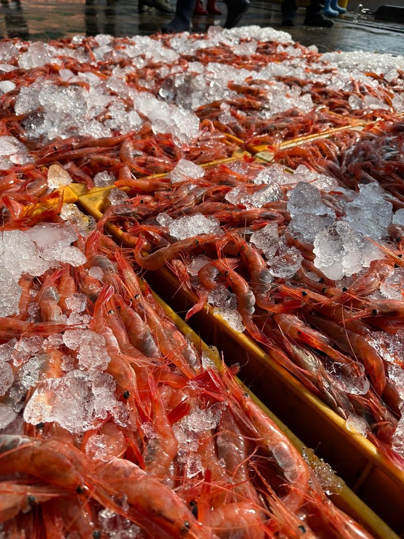 장터 상품 [무료배송 동해안 홍새우 싱싱한 횟감용 초밥용] 썸네일