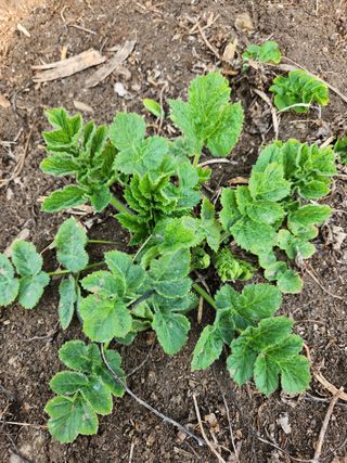 윤미선(농경채인증님의 기타작물 · 자유게시판 작성글 사진