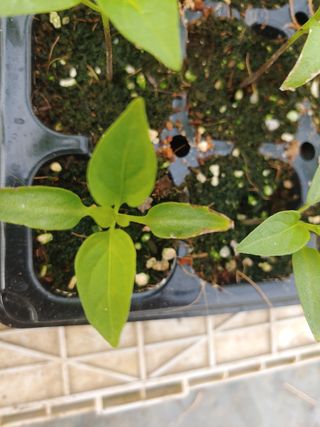 강성곤♥님의 고추 · 병해충상담 작성글 사진