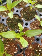 팜모닝 고추·병해충상담 게시글 이미지