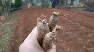 농부아내님의 기타작물 · 자유게시판 작성글 사진