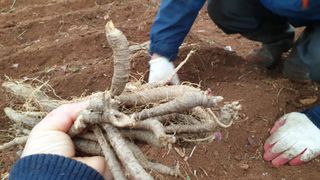 농부아내님의 기타작물 · 자유게시판 작성글 사진