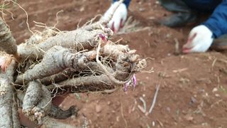 농부아내님의 기타작물 · 자유게시판 작성글 사진