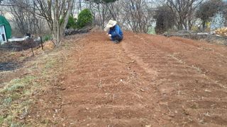 농부아내님의 기타작물 · 자유게시판 작성글 사진