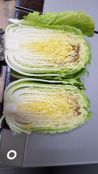 농민님의 배추 · 병해충상담 작성글 사진