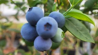 나산 블루베리농원님의 블루베리 · 자유게시판 작성글 사진