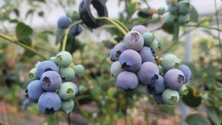 나산 블루베리농원님의 블루베리 · 자유게시판 작성글 사진