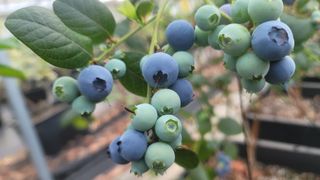 나산 블루베리농원님의 블루베리 · 자유게시판 작성글 사진