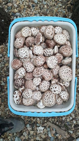 대호장작임업 님의 버섯 · 수확 작성글 사진