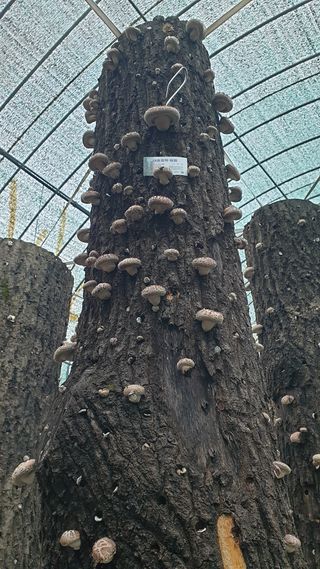 대호장작임업 님의 버섯 · 수확 작성글 사진