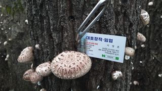 대호장작임업 님의 버섯 · 수확 작성글 사진