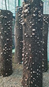 팜모닝 버섯·수확 게시글 이미지