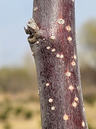 찐초짜농부님의 매실 · 병해충상담 작성글 사진