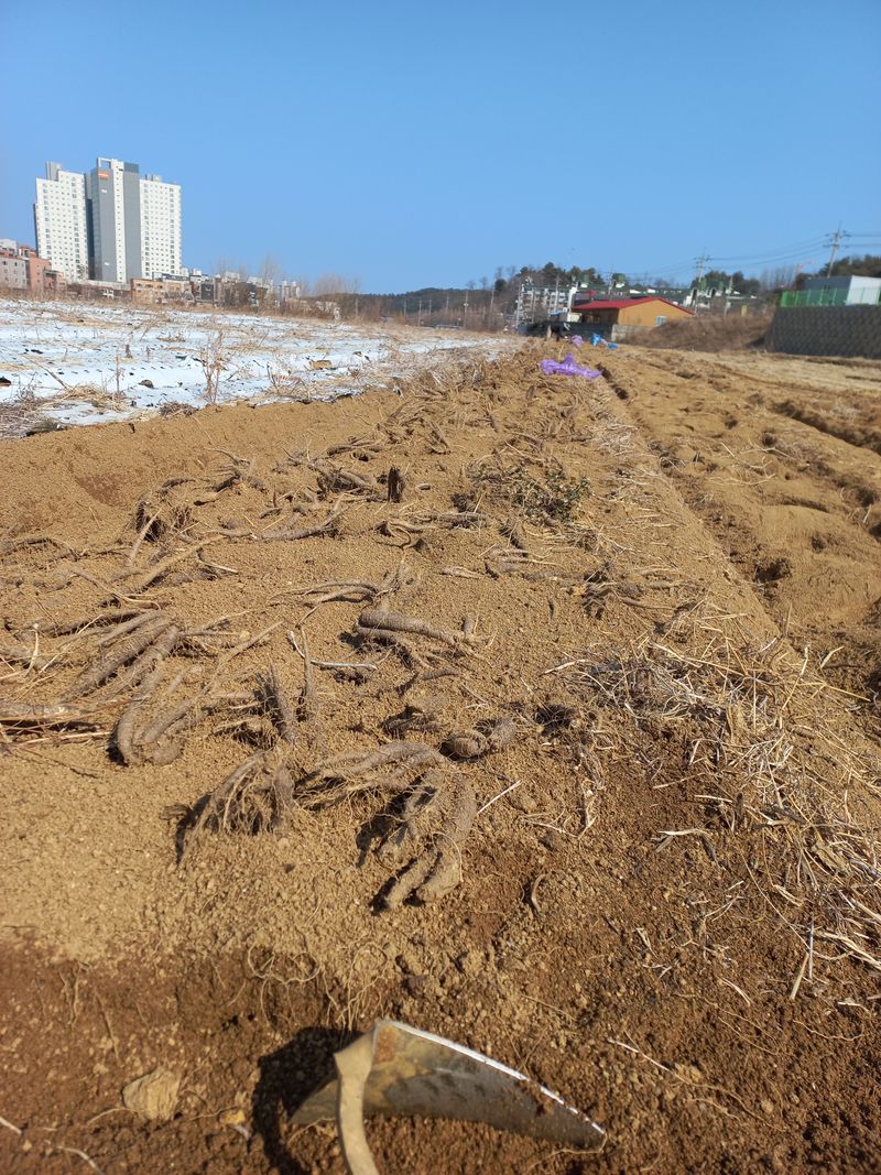 장터 상품 [더덕1kg12000  판매완료] 썸네일