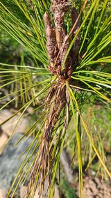 팜모닝 기타작물·병해충상담 게시글 이미지