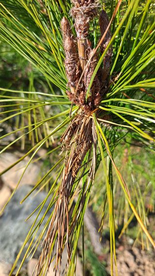 나무사랑님의 기타작물 · 병해충상담 작성글 사진