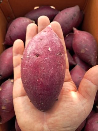 천정범님의 고구마 · 자유게시판 작성글 사진