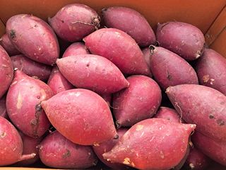 천정범님의 고구마 · 자유게시판 작성글 사진