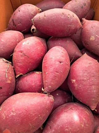 천정범님의 고구마 · 자유게시판 작성글 사진