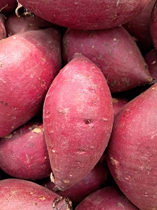 천정범님의 고구마 · 자유게시판 작성글 사진