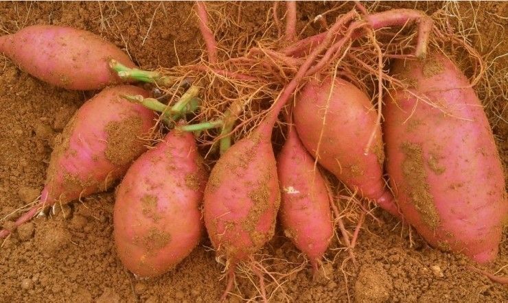 장터 상품 [호박고구마 10kg ,5kg] 썸네일