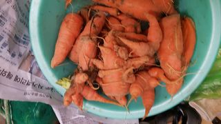 오가님의 기타작물 · 병해충상담 작성글 사진