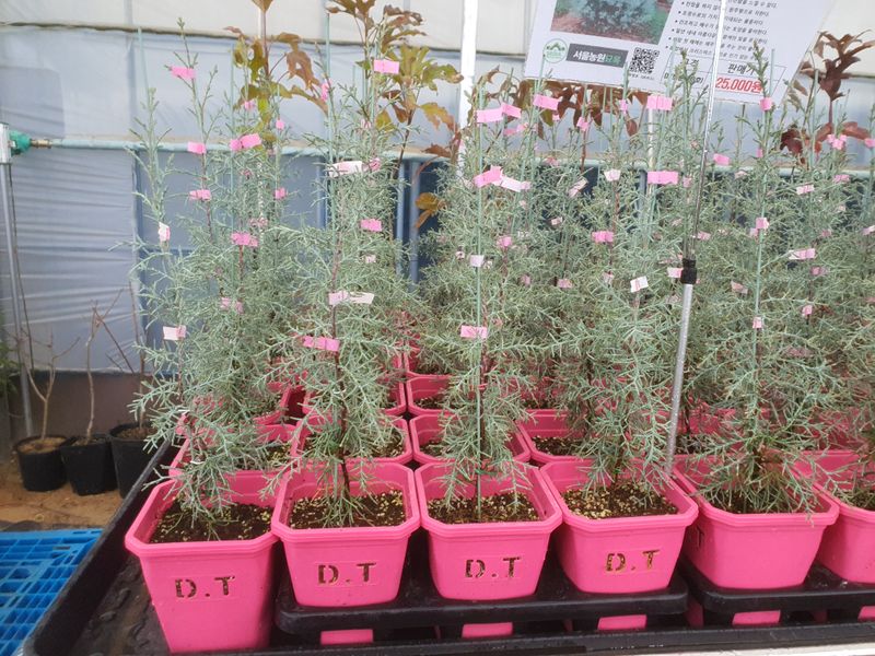 장터 상품 [블루아이스 ] 썸네일