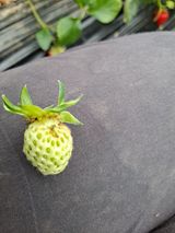 팜모닝 딸기·병해충상담 게시글 이미지