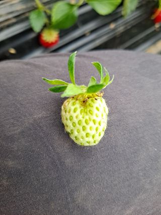 이창수님의 딸기 · 병해충상담 작성글 사진