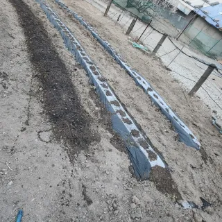 김찬우님의 감자 · 자유게시판 작성글 사진