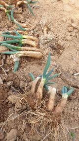 팜모닝 기타작물·자유게시판 게시글 이미지