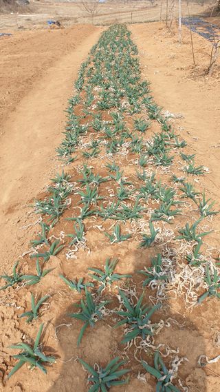 김영준님의 기타작물 · 자유게시판 작성글 사진