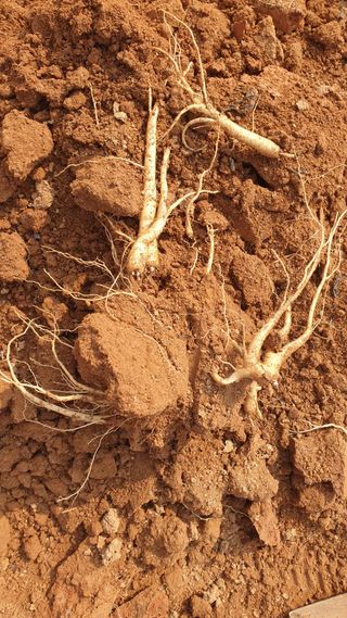 김영준님의 기타작물 · 자유게시판 작성글 사진