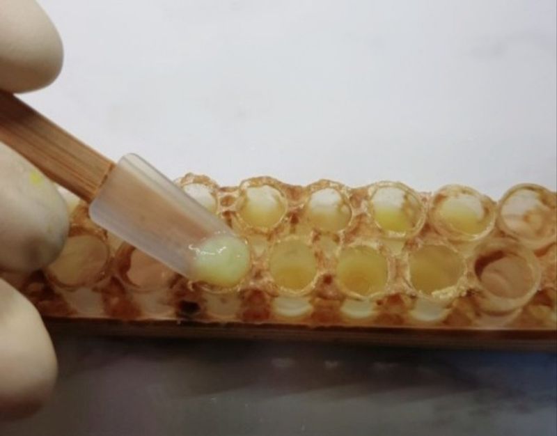 벌꿀*직접생산농장님의 장터 판매 상품 [숙성순수자연벌꿀 2.4kg 아카시아꿀.잡화꿀.밤꿀.로얄제리] 첨부 사진