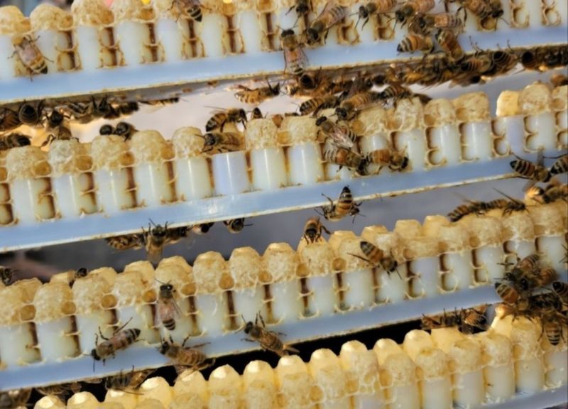 벌꿀*직접생산농장님의 장터 판매 상품 [숙성순수자연벌꿀 2.4kg 아카시아꿀.잡화꿀.밤꿀.로얄제리] 첨부 사진