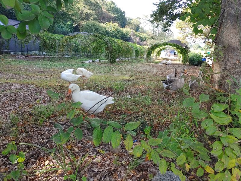 장터 상품 [오리알 판매합니다] 썸네일