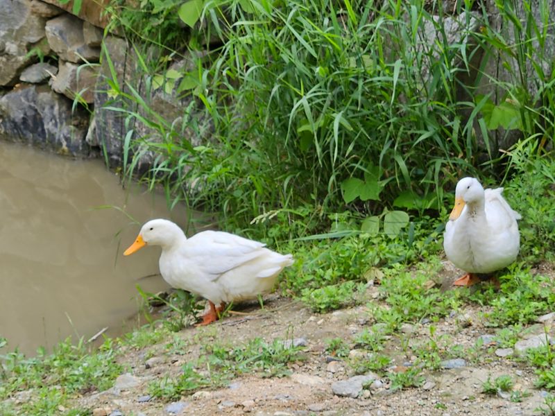 시금치15102님의 장터 판매 상품 [흰오리.유정란 판매합니다] 첨부 사진