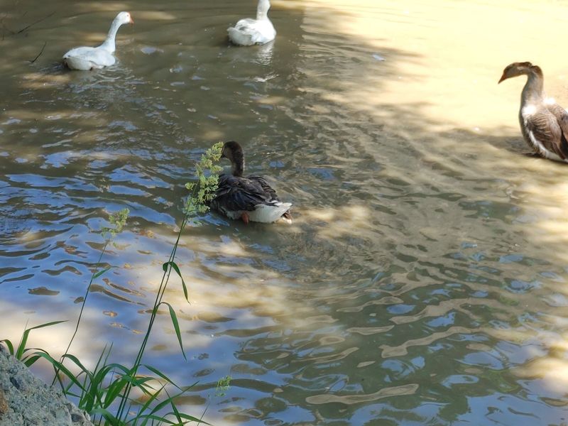 시금치15102님의 장터 판매 상품 [흰오리.유정란 판매합니다] 첨부 사진